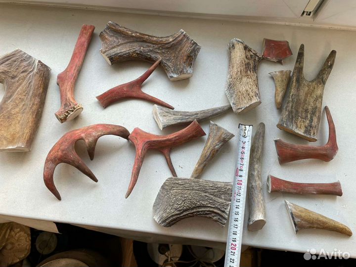 Рога оленя и лося для собак