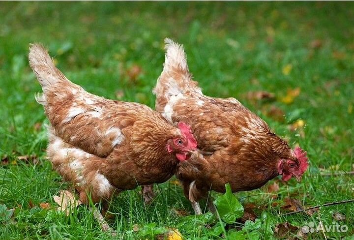 Куры несушки