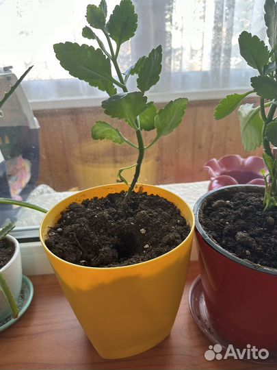 Отдам бесплатно комнатные цветы