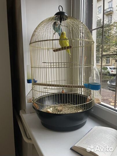 Продам попугаев вместе с клеткой