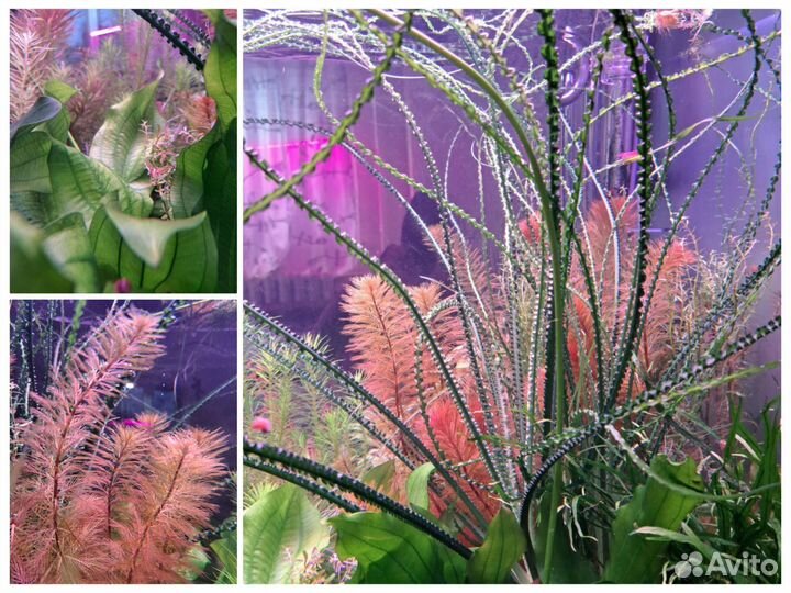 Аквариумные растения