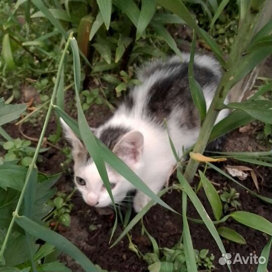 Котенок