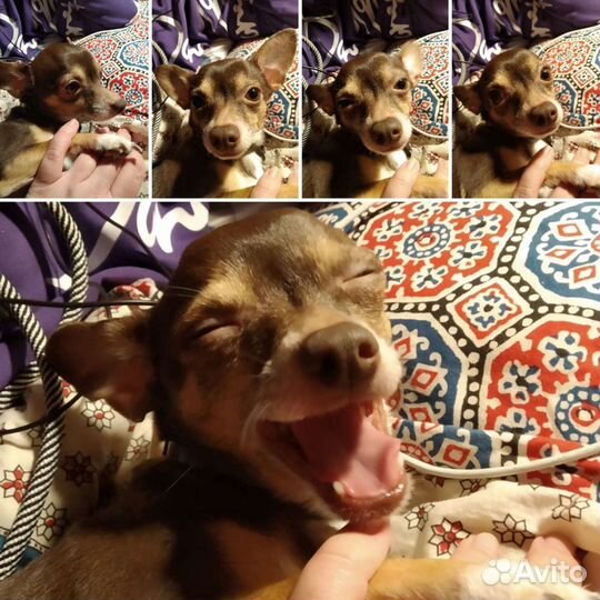 Кобель чихуахуа для вязки