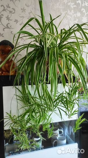 Хлорофитум