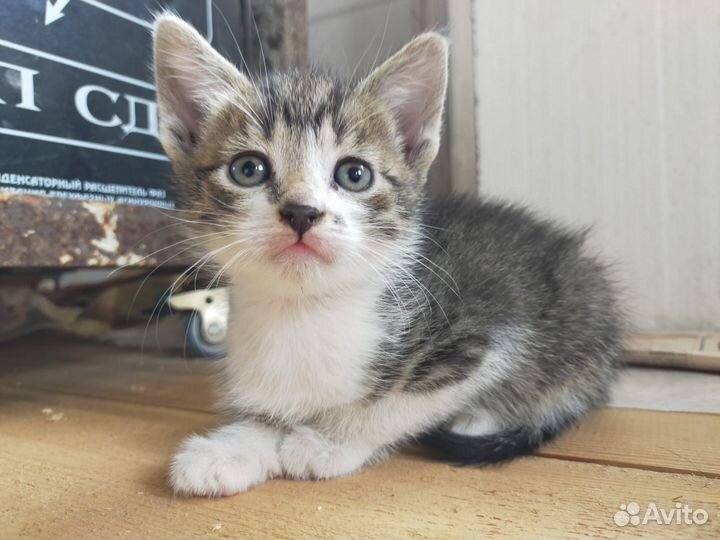 Ищу любящий дом для котёнка