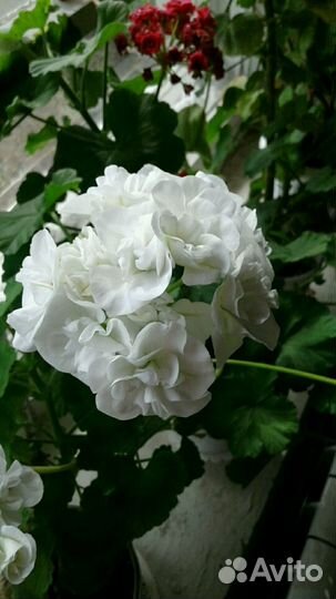 Цветы. герань, примула