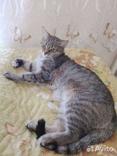 Кошка в дар бесплатно