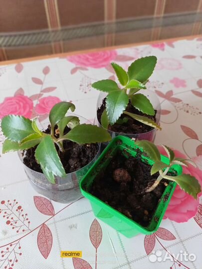 Комнатные цветы - лечебное алоэ, коланхоэ