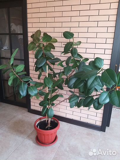 Фикус бенджамина