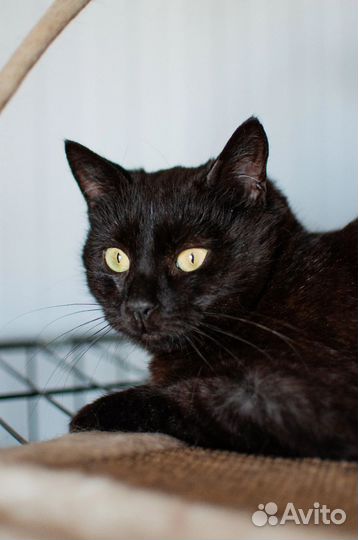 Кошка в дар