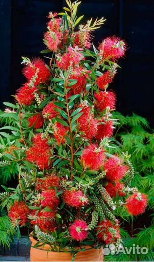 Калистемон