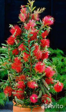 Калистемон