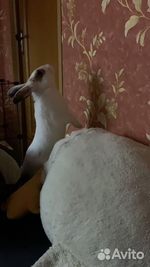 Декоративные кролики
