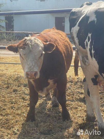 Бычки герефорды симменталы калмыки на откорм