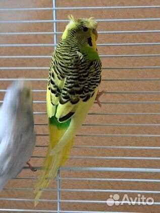 Попугаи хохлатые,хагоромо,волнистые