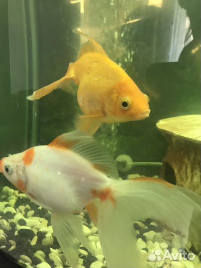 Аквариумные рыбки