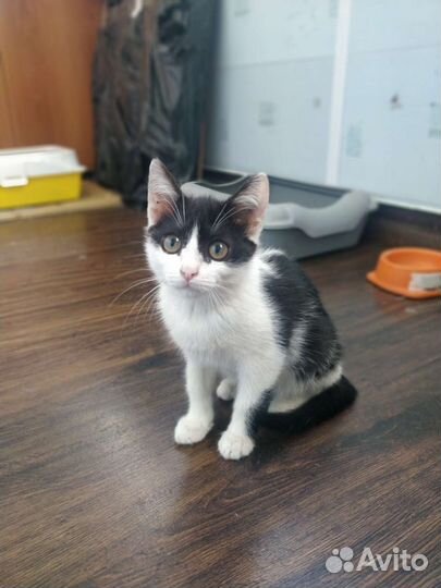 Котенок девочка