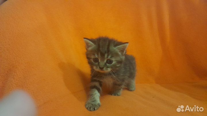 Персидская кошка