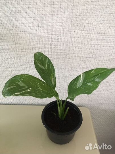 Спатифиллум Домино