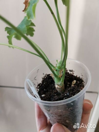 Пеларгония герань