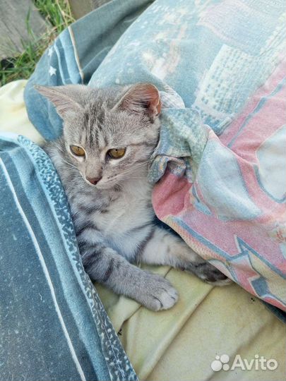 Кот 1 годик