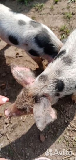 Продаются поросята
