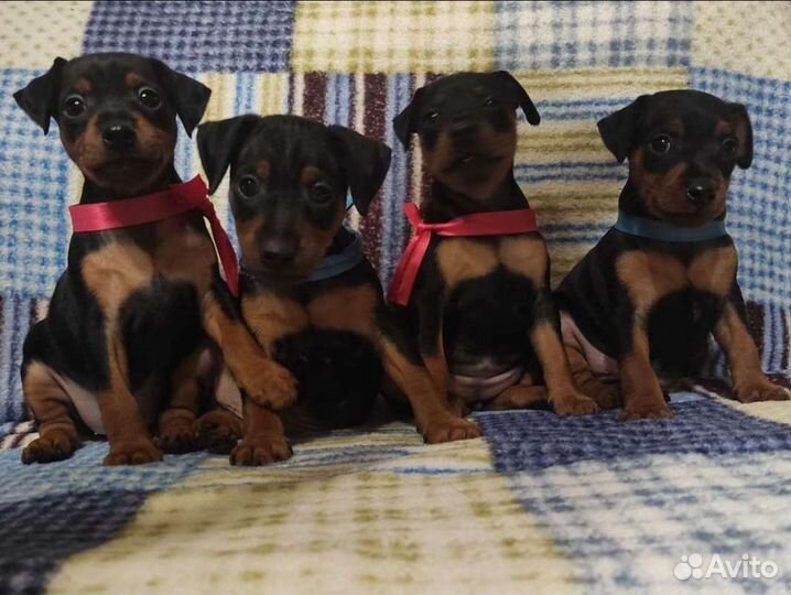 Цвергпинчер