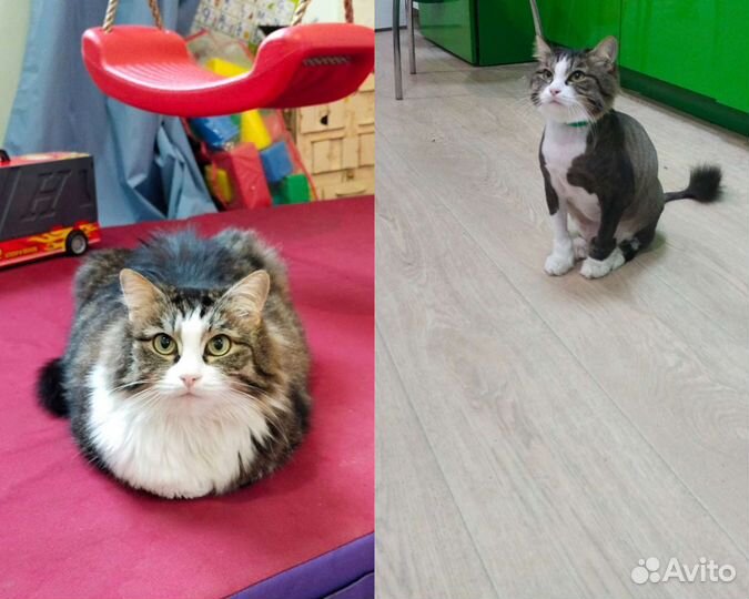 Стрижка собак, груминг кошек