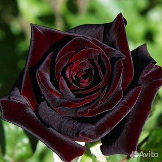 Роза Блек Баккара
