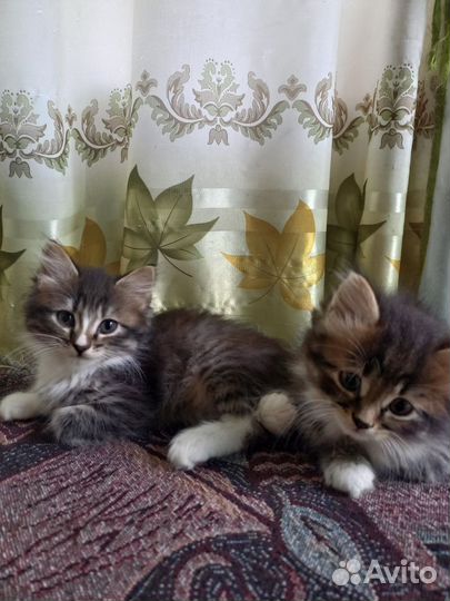 Сибирская кошка бесплатно