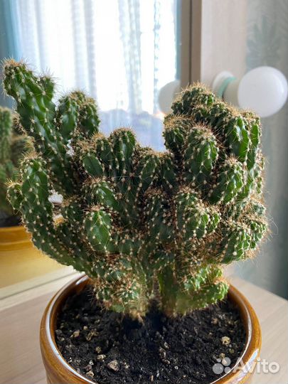 Комнатные цветы Кактус Цереус