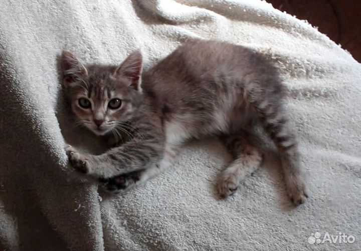 Котенок девочка в добрые руки
