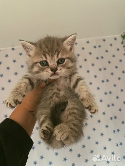Британская вислоухая кошка