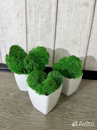 Кашпо декоративное со стабилизированным мхом