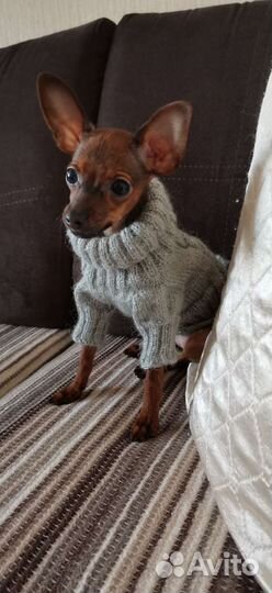 Свитер для маленьких собак