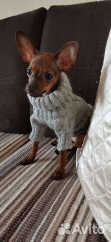 Свитер для маленьких собак