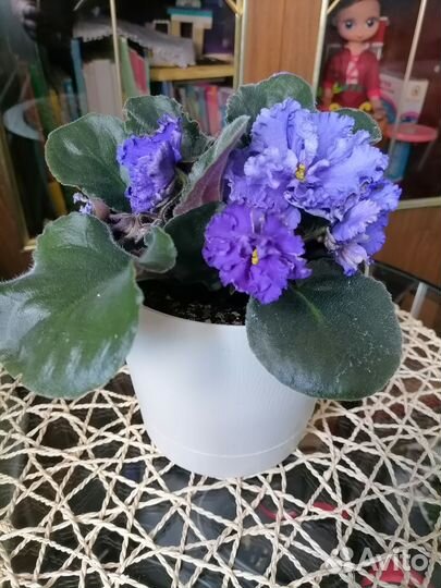 Комнатные растения цветы. Фиалки
