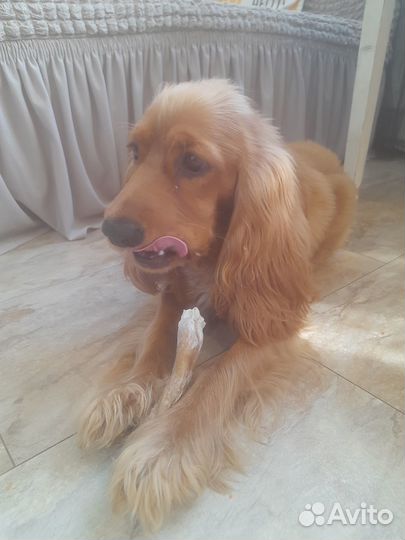 Вязка английский кокер спаниель