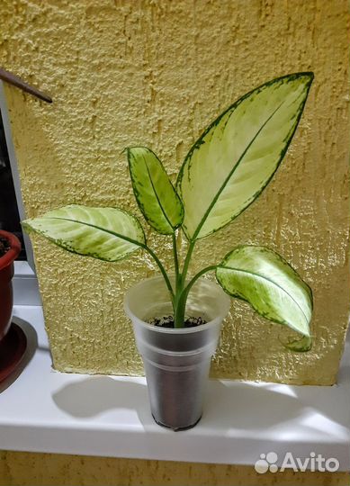 Комнатные цветы Обновлен 18.10