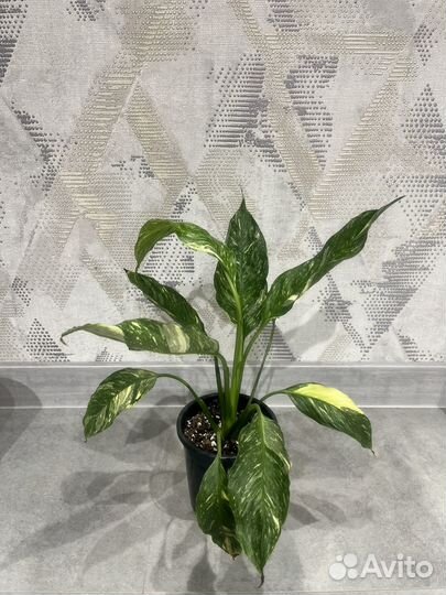 Спатифиллум даймонд