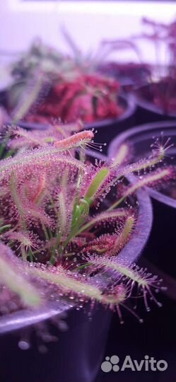 Росянка. Жирянка. Хищные растения