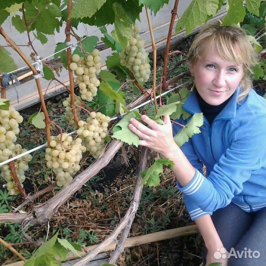 Виноград 6 сортов