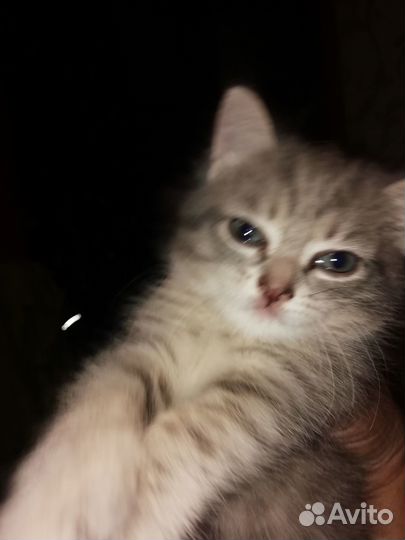 Отдам милашку