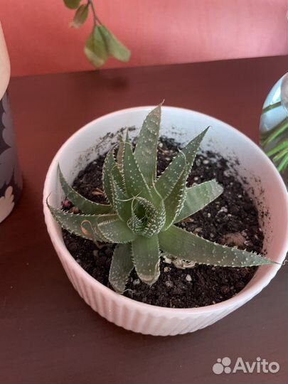 Суккуленты