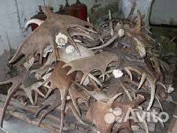 Рога лося и олень