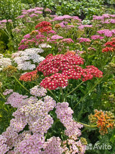 Многолетние садовые цветы