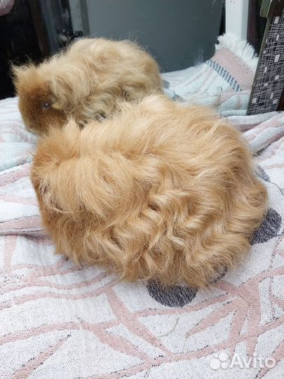 Морская свинка тексель (девочка)