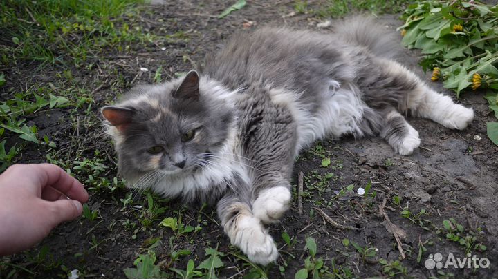 Кошки в добрые руки