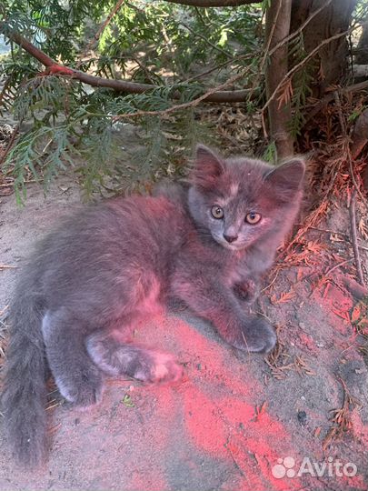 Котятки