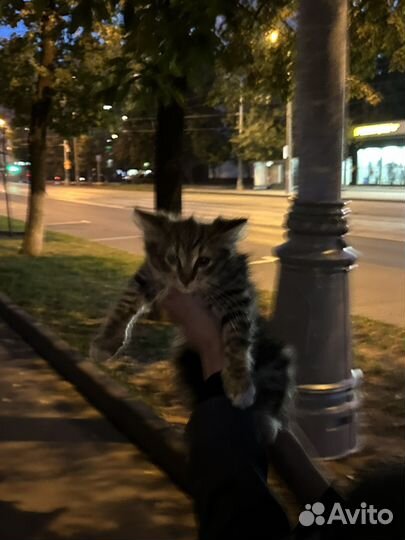 Отдам котенка в добрые руки